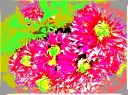 chrysanths 6